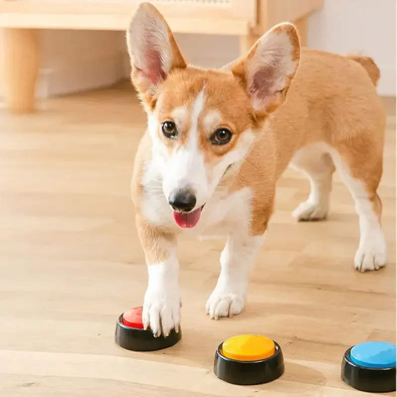 Scatola audio per animali dome - Event Party Box recensione e prezzo